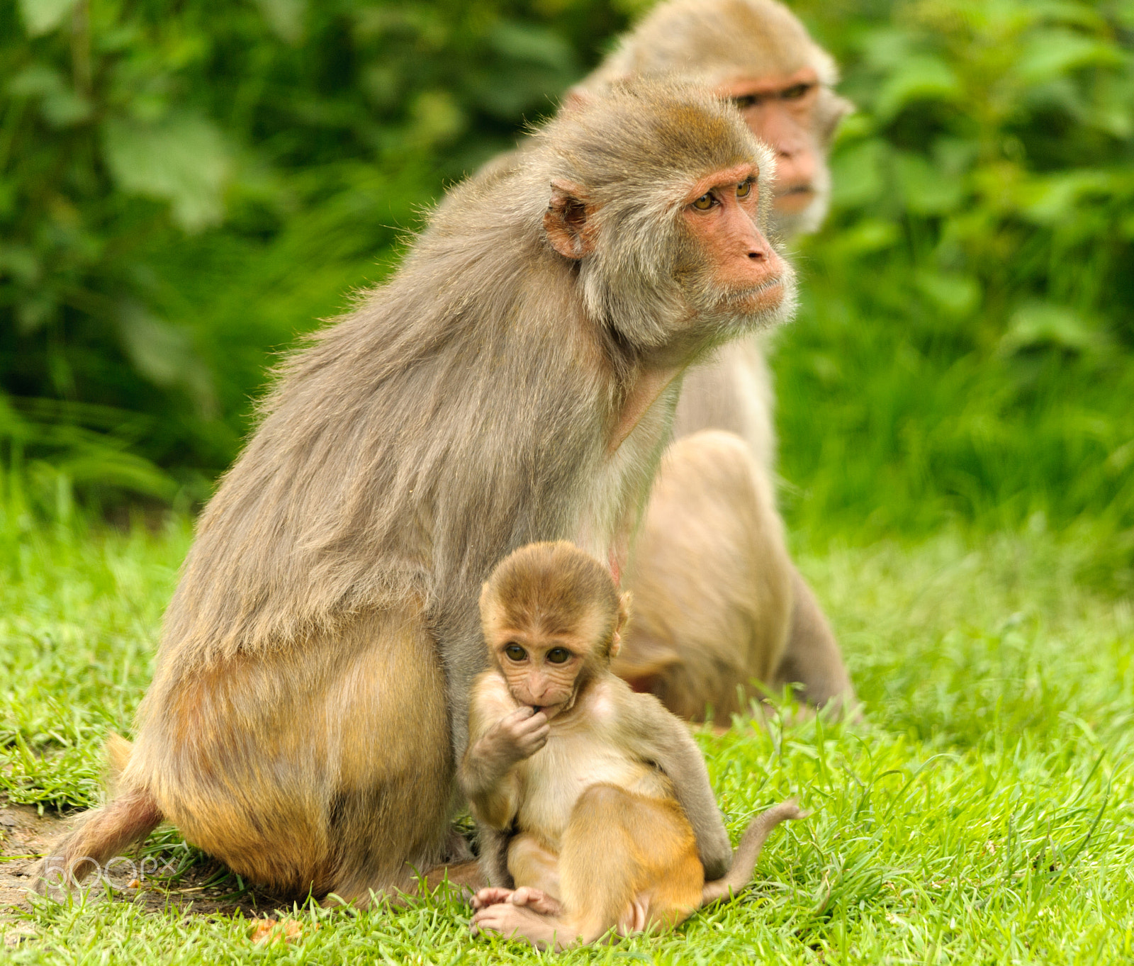 Sigma 150-500mm F5-6.3 DG OS HSM sample photo. Baby monkey photography