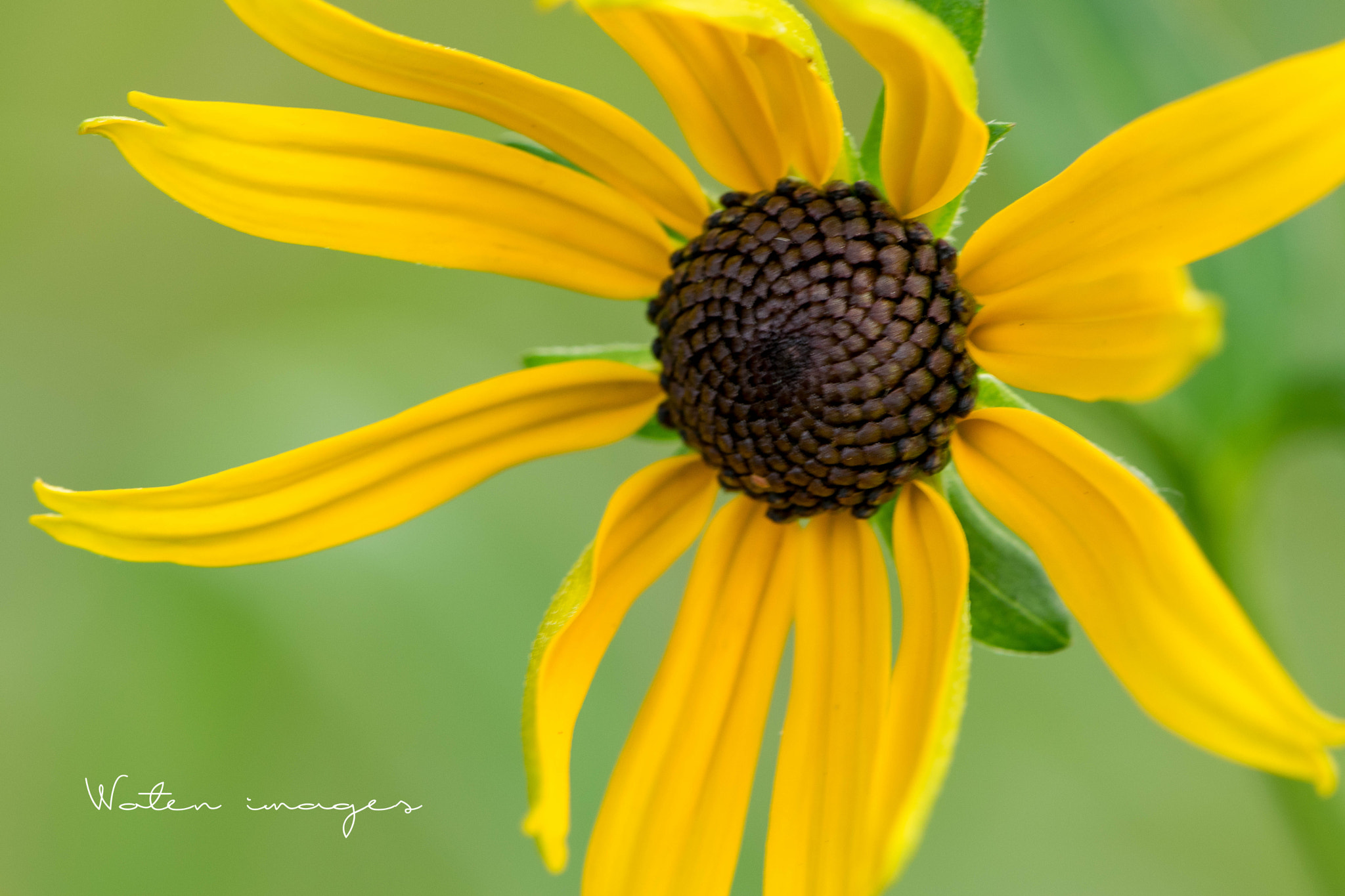 Nikon AF-S Micro-Nikkor 105mm F2.8G IF-ED VR sample photo. Daisy photography