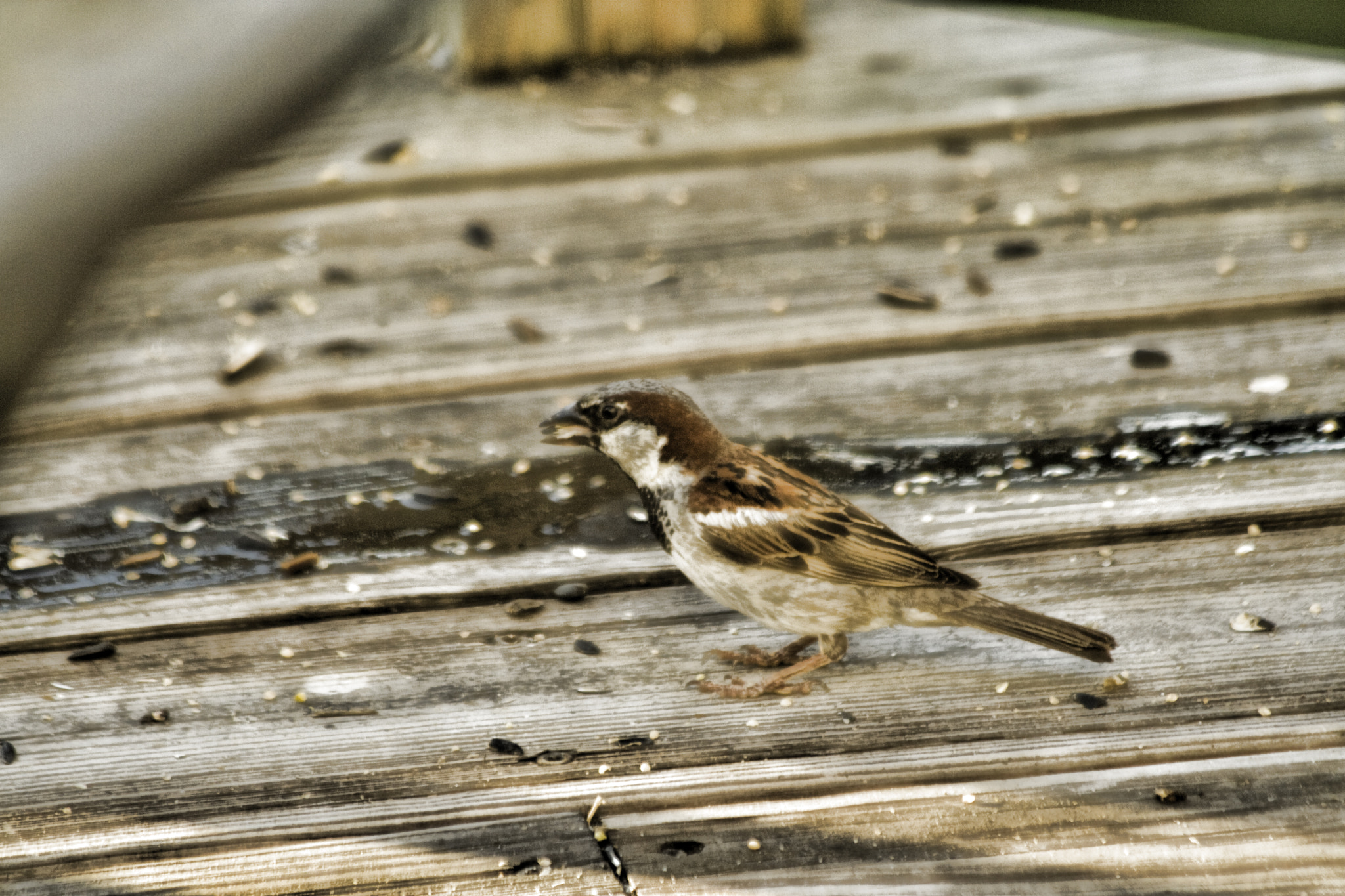 Canon EOS 400D (EOS Digital Rebel XTi / EOS Kiss Digital X) sample photo. Bird on deck photography