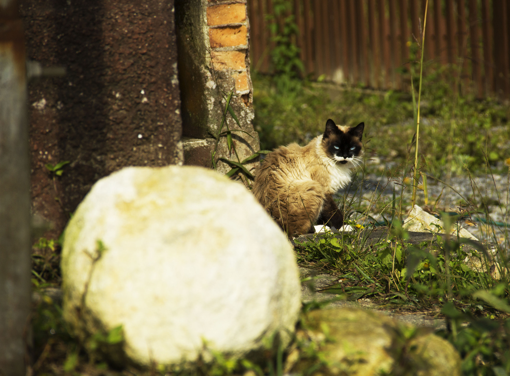 Canon EF-S 18-135mm F3.5-5.6 IS sample photo. Bigode branco photography