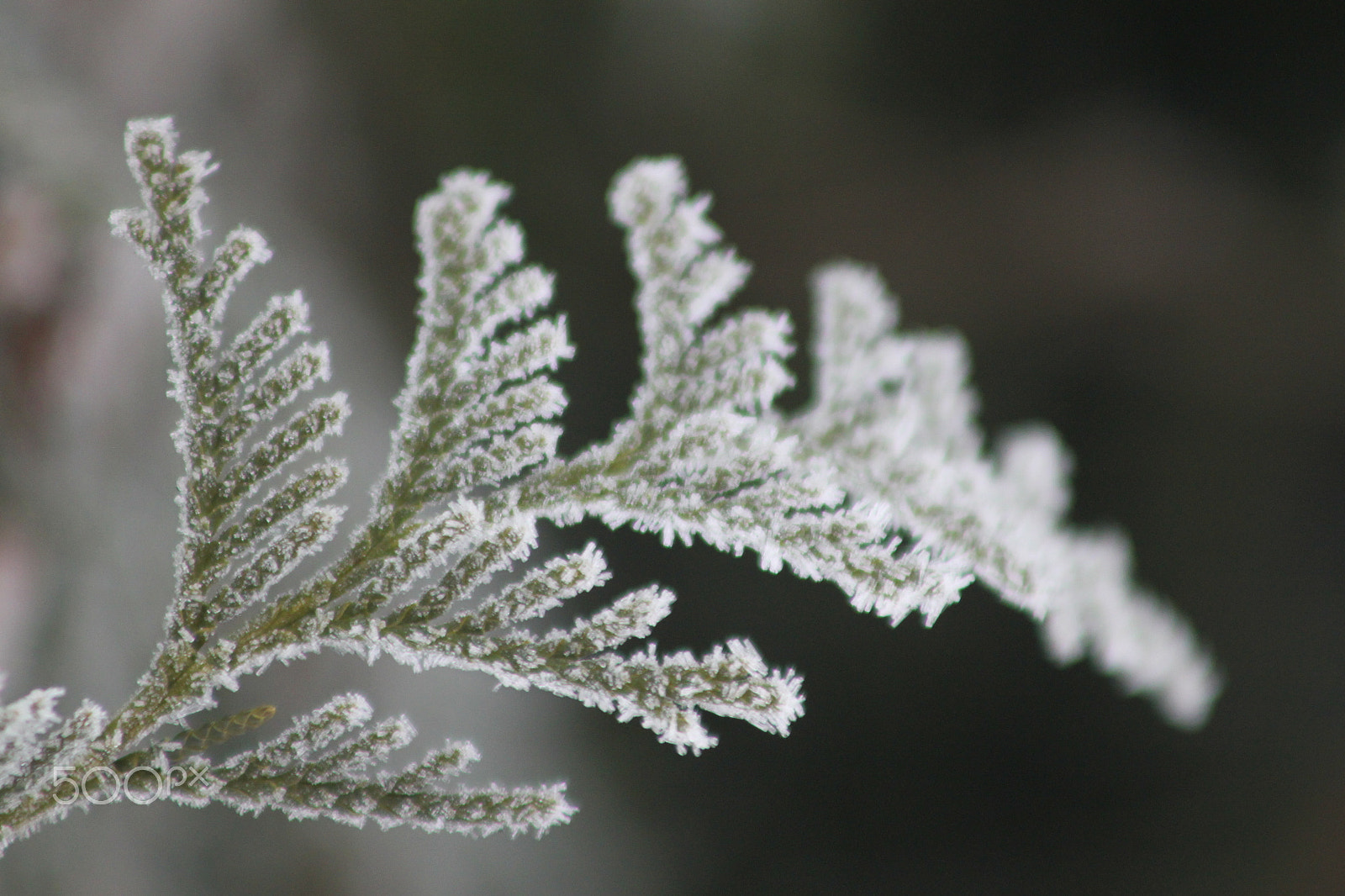 Canon EF 75-300mm f/4-5.6 USM sample photo. Snow branch photography