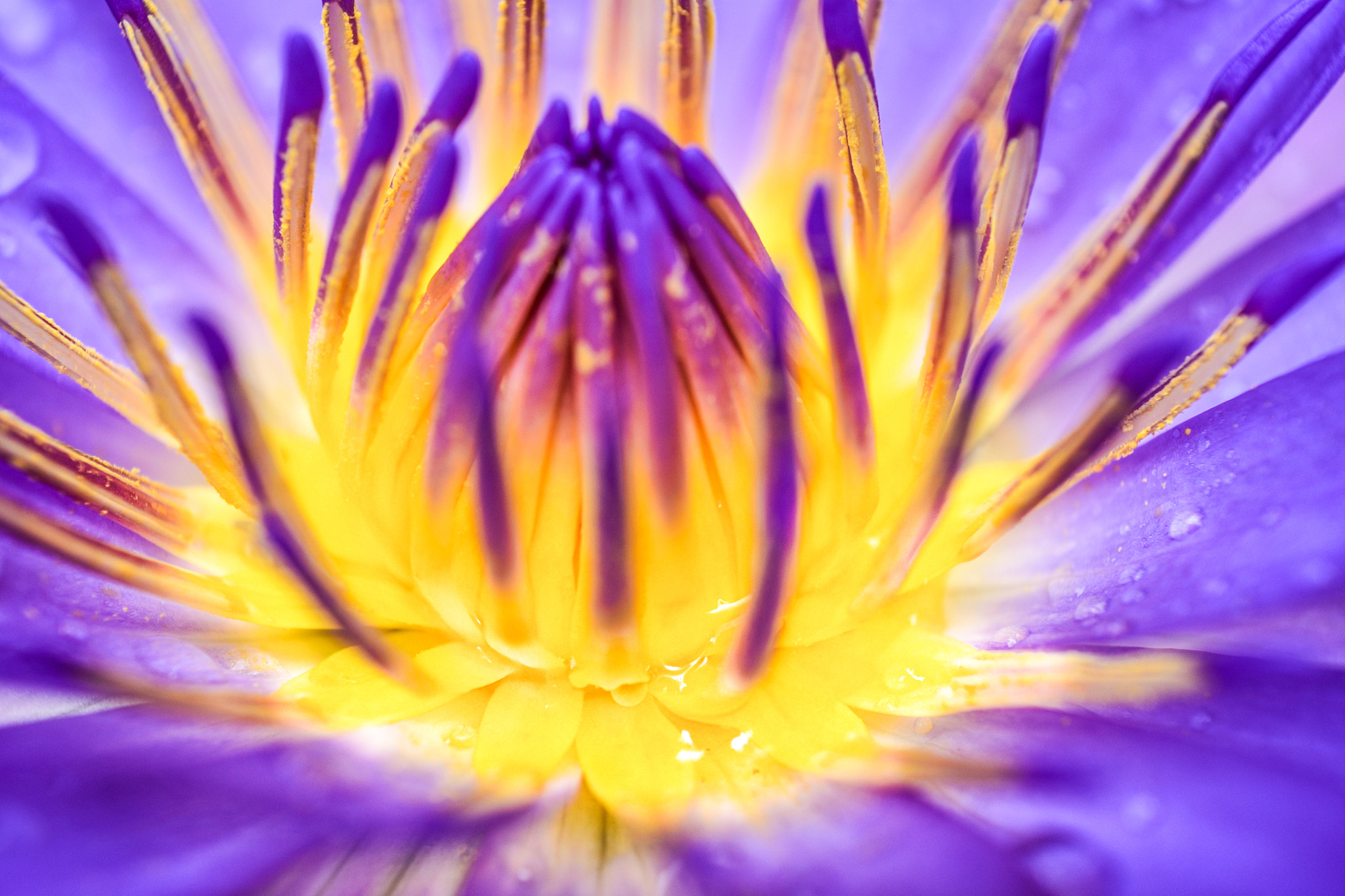 Nikon AF-S DX Micro Nikkor 40mm F2.8 sample photo. Waterlily photography