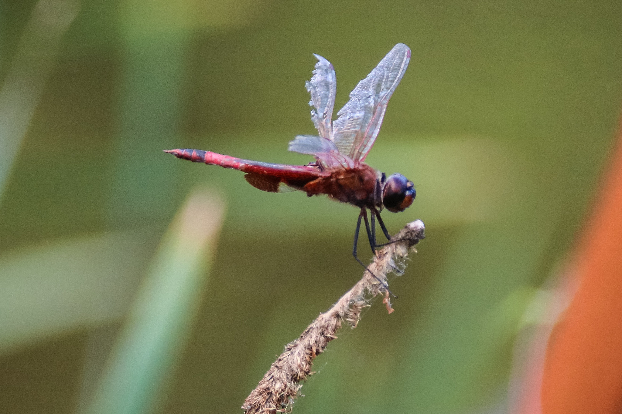 Canon EOS 760D (EOS Rebel T6s / EOS 8000D) + Canon 18-300mm sample photo. The wings have been damaged but i can still fly. photography