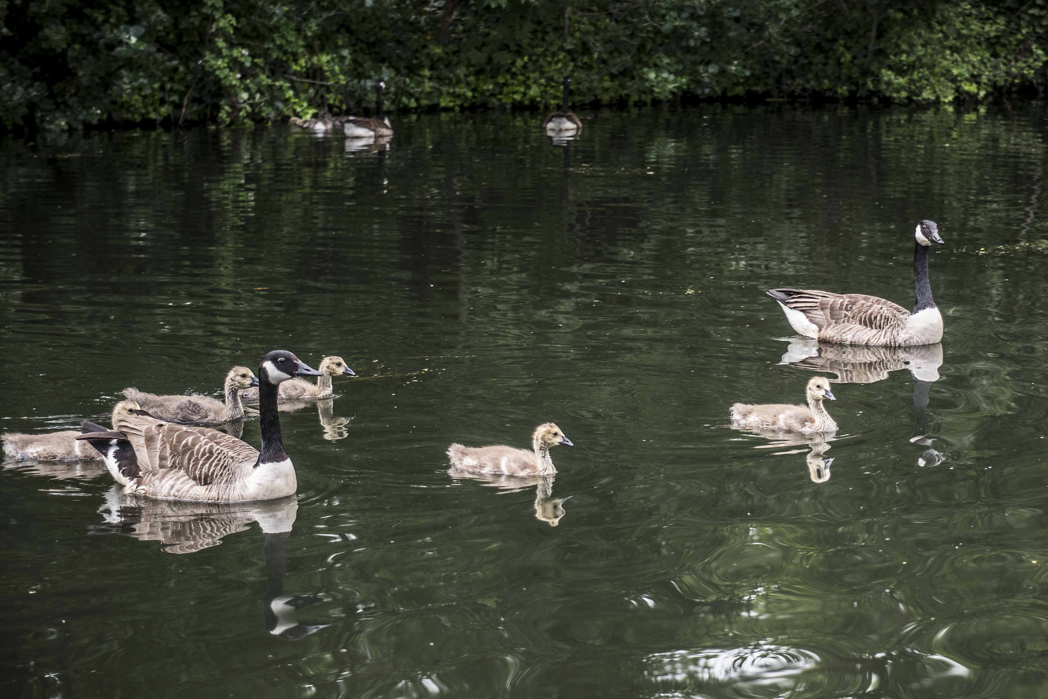 Nikon D750 + AF Zoom-Nikkor 35-105mm f/3.5-4.5 sample photo. Taking the kids for a swim photography