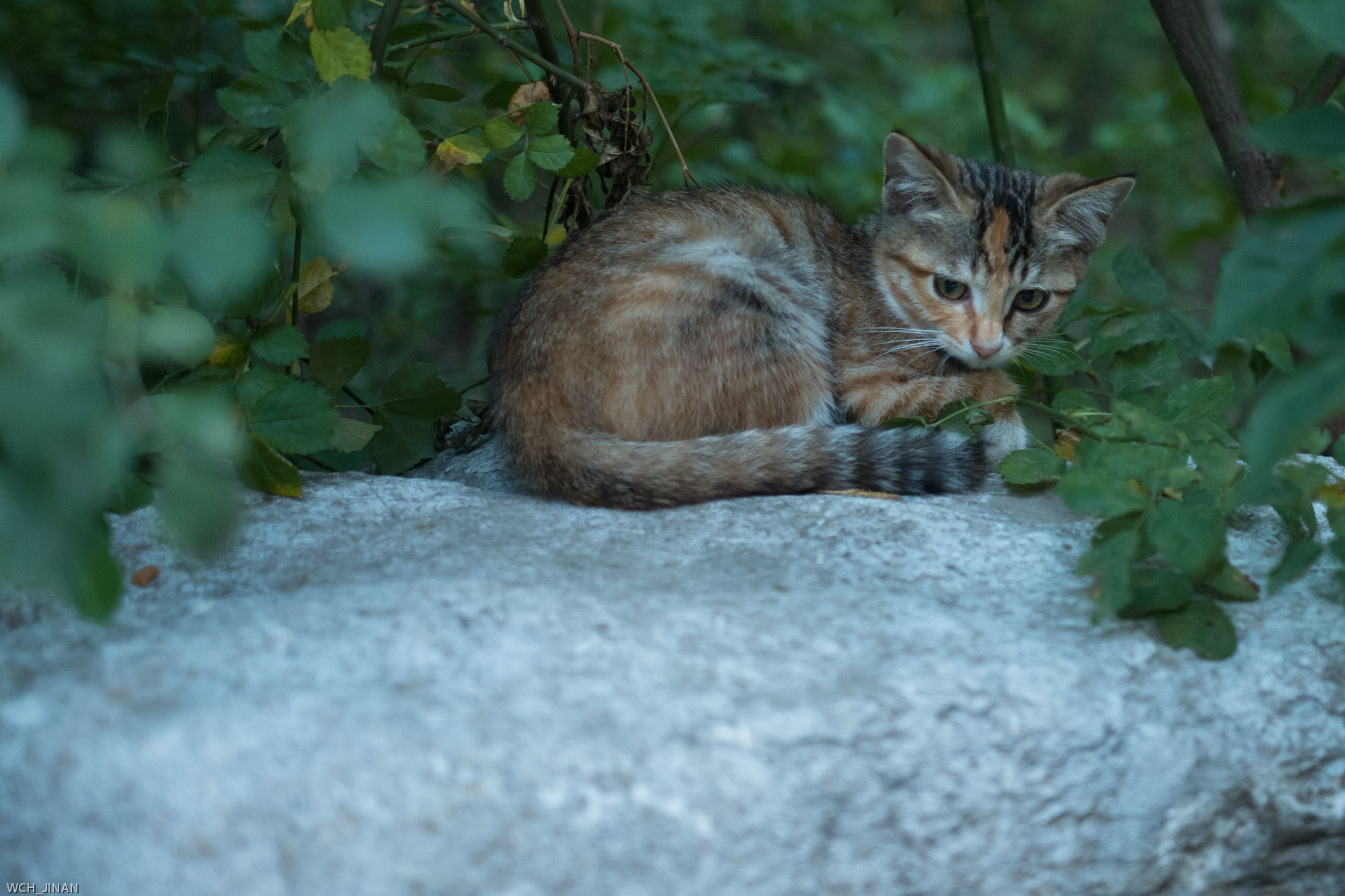 Pentax K-50 sample photo. Cat photography