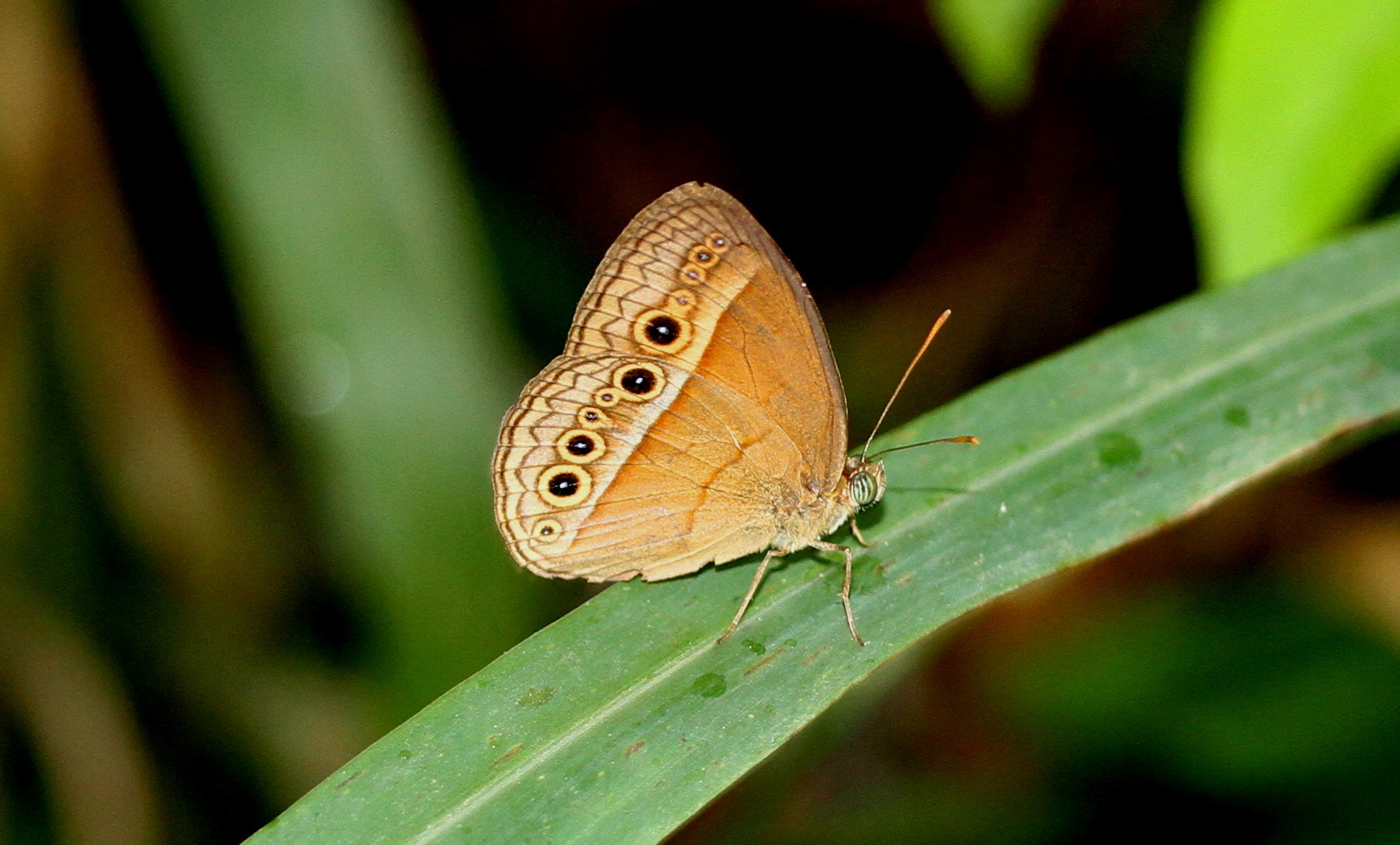 Canon EF-S 60mm F2.8 Macro USM sample photo. Butter fly photography