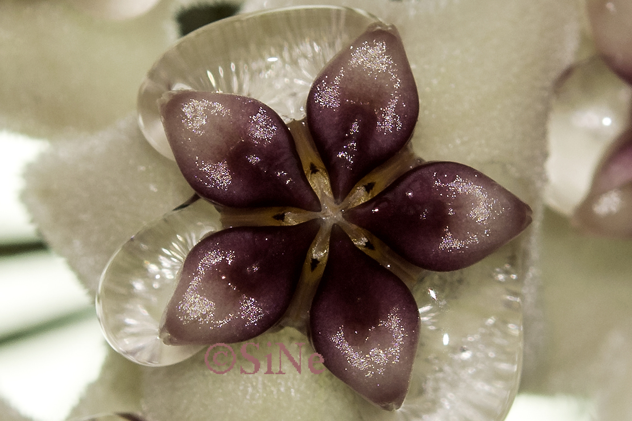 Nikon AF-S Micro-Nikkor 60mm F2.8G ED sample photo. Hoya obovata photography