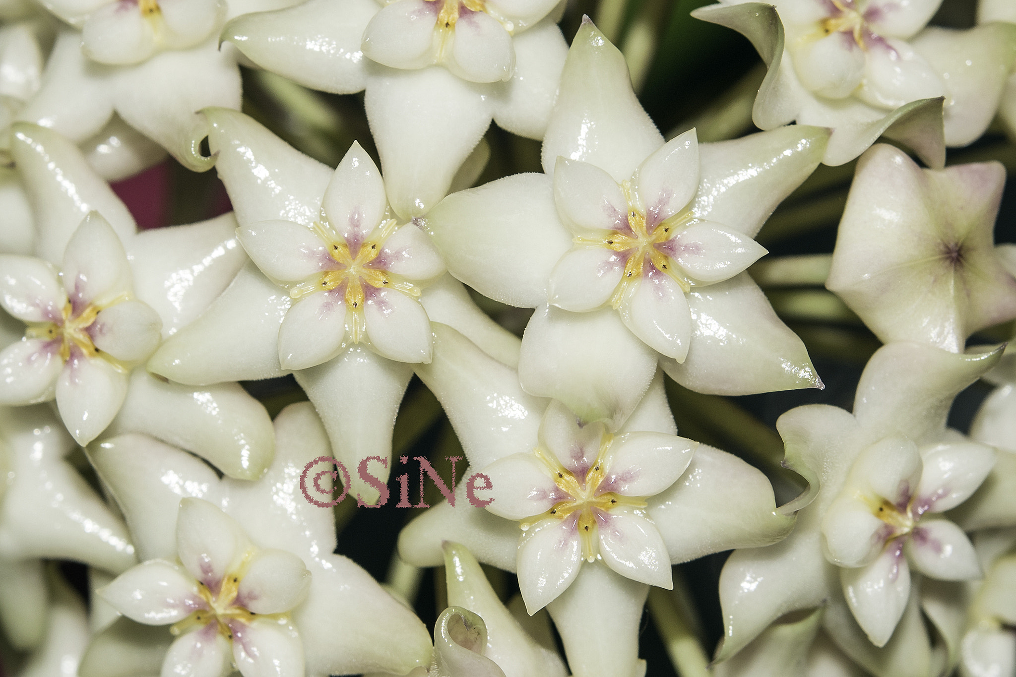 Nikon AF-S Micro-Nikkor 60mm F2.8G ED sample photo. Hoya verticillata photography