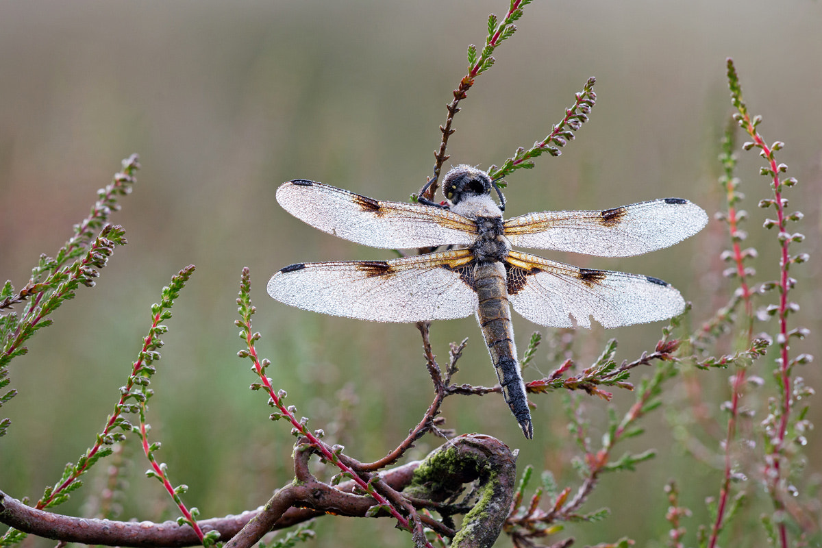 Sigma APO Macro 150mm f/2.8 EX DG HSM sample photo. Four-spotted chaser in the morning photography