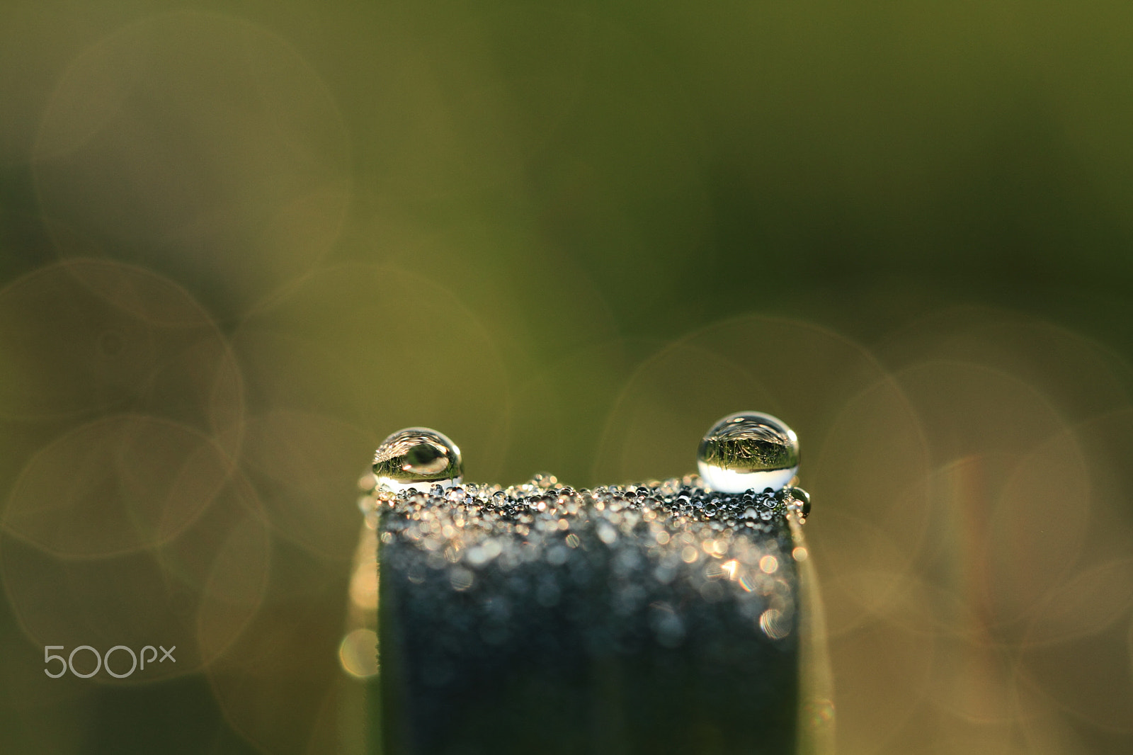 Canon EF 100mm F2.8L Macro IS USM sample photo. Life is beautiful like dewdrops. photography