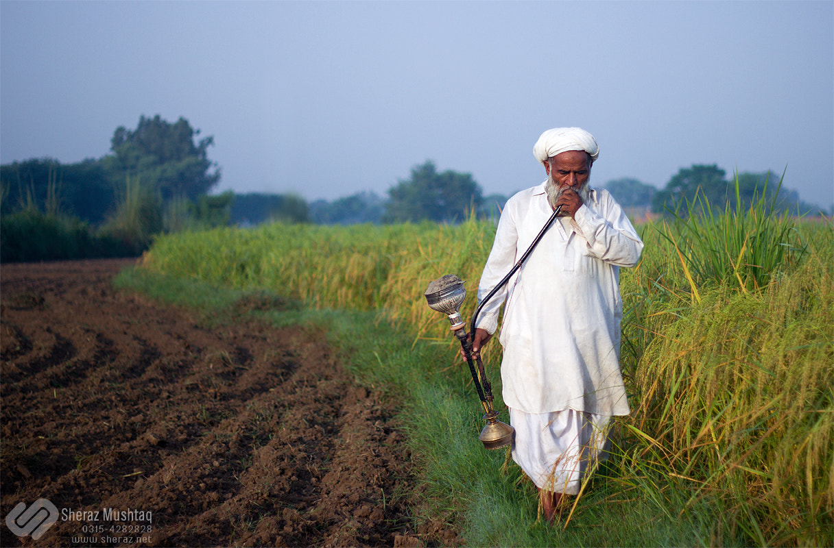 Canon EOS 600D (Rebel EOS T3i / EOS Kiss X5) + Canon EF 50mm F1.8 II sample photo. Farmer enjoying hooka in rice fields photography