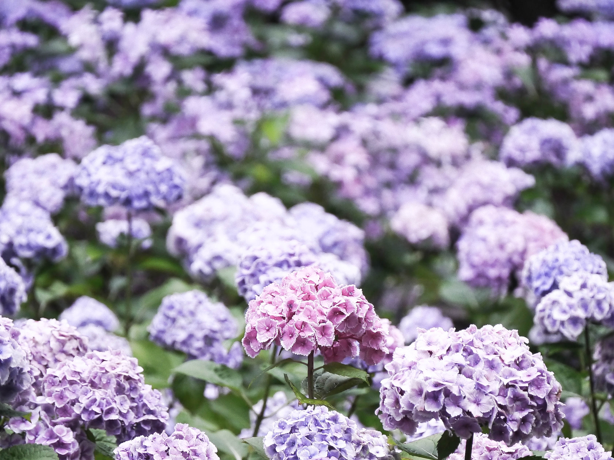 LUMIX G VARIO 45-150/F4.0-5.6 sample photo. Rainy day photography