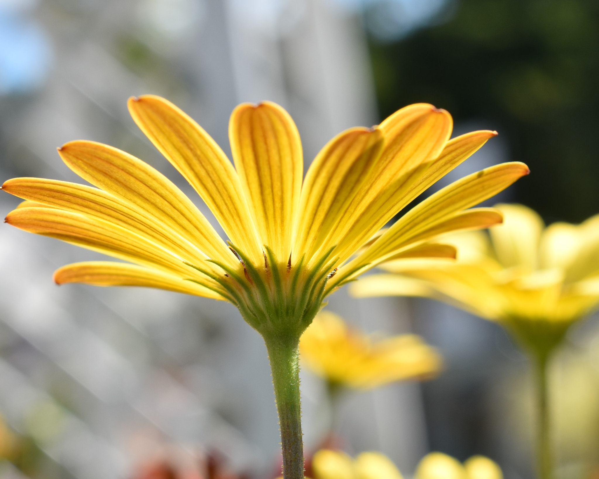 Nikon AF-S DX Micro Nikkor 40mm F2.8 sample photo. Yellow petals photography