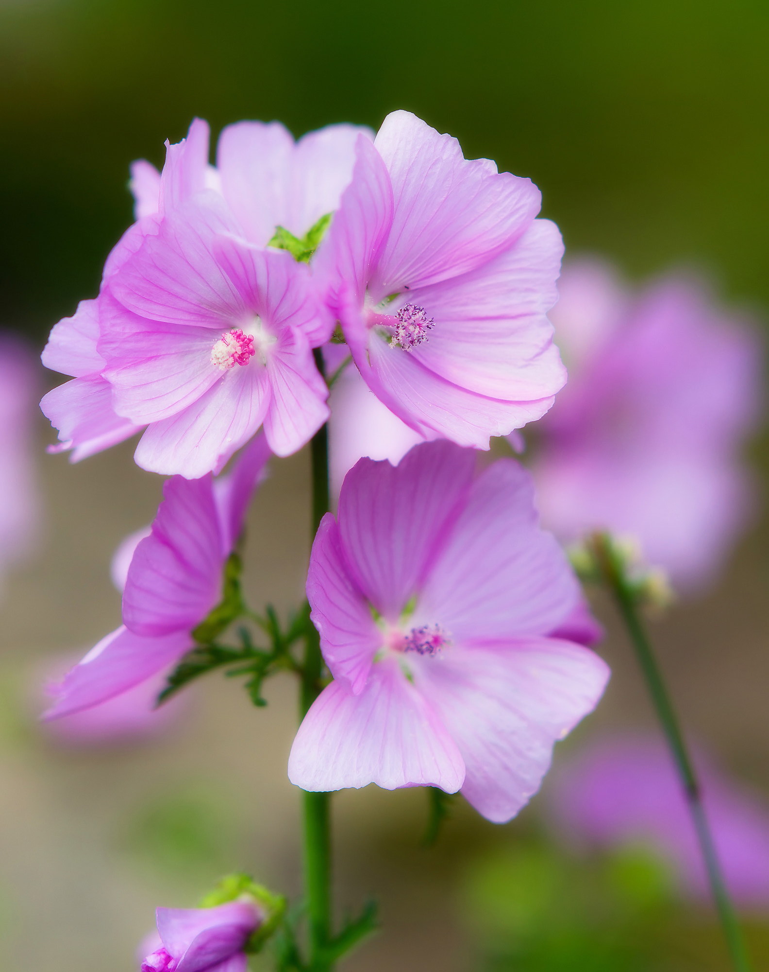 Sony Sonnar T* 135mm F1.8 ZA sample photo. Wild flower. photography