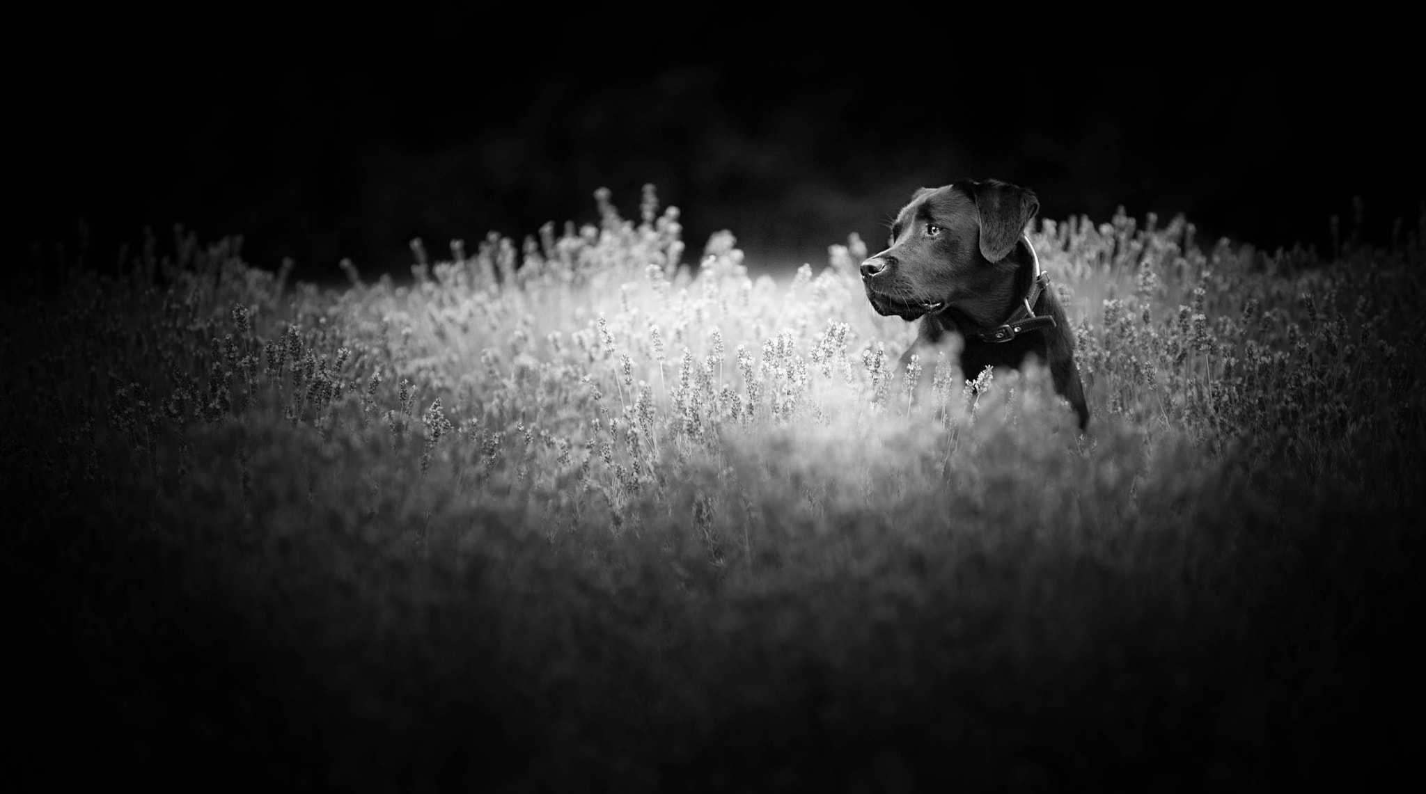 AF-S Zoom-Nikkor 80-200mm f/2.8D IF-ED sample photo. Dog photography
