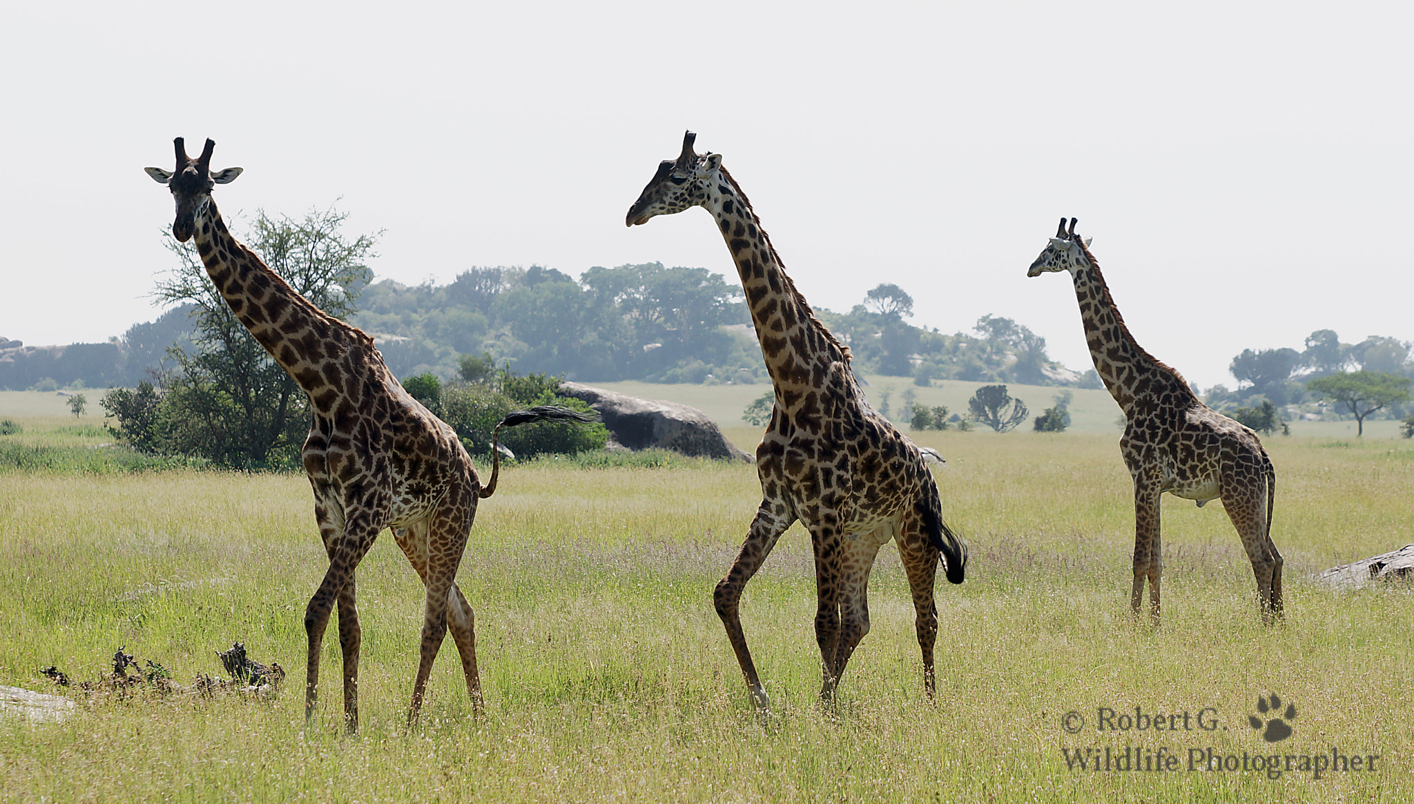 Sony SLT-A77 + Minolta/Sony AF 70-200mm F2.8 G sample photo. Serengeti feeling photography