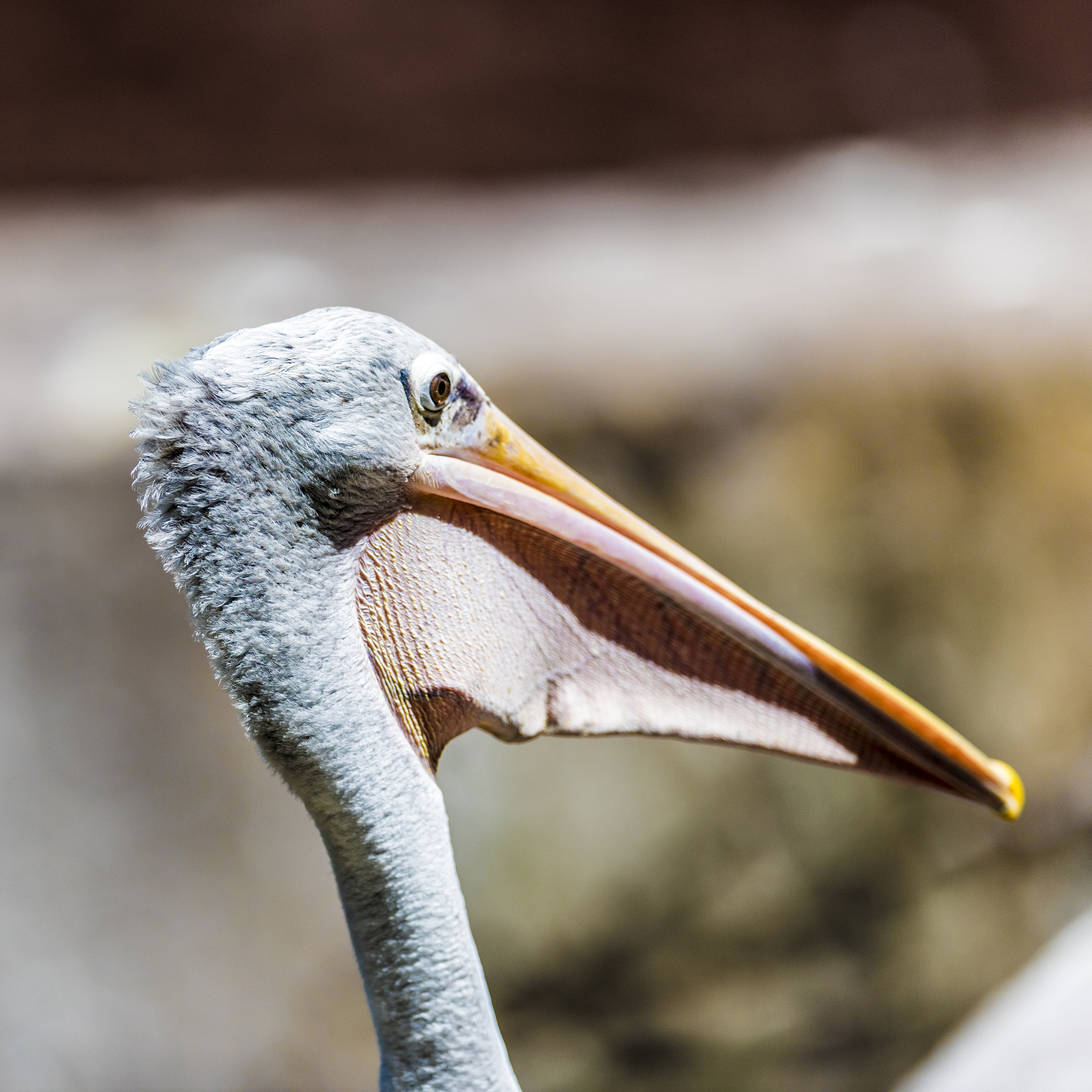 Nikon AF-S Nikkor 400mm F2.8E FL ED VR sample photo. Pelikan photography