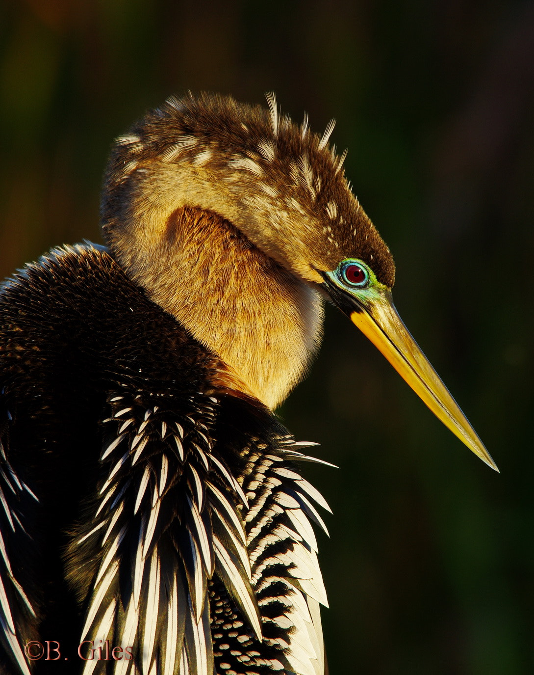 Pentax K-5 IIs + Sigma 150-500mm F5-6.3 DG OS HSM sample photo. Anhinga morning photography