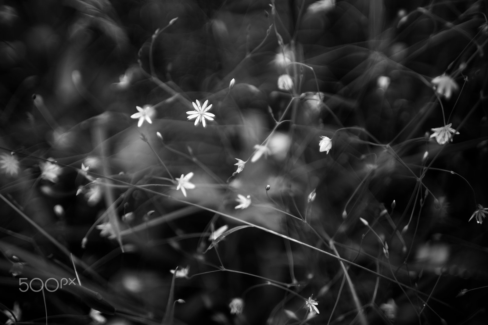 Sony a99 II sample photo. Small forest flowers in black and white photography