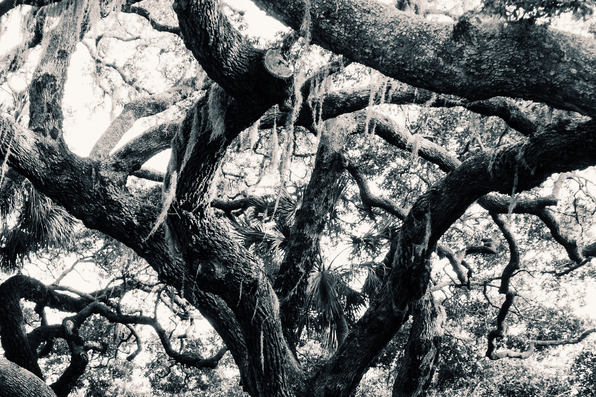 Nikon 1 J3 sample photo. Haunting tree photography