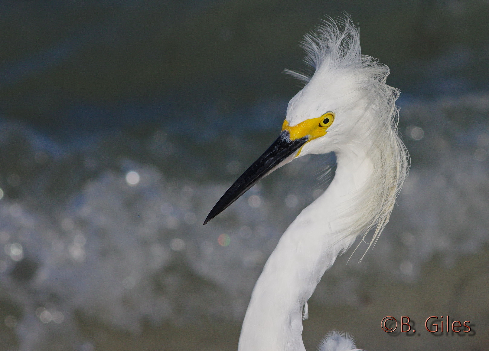 Pentax K-3 sample photo. Wind blowen look photography