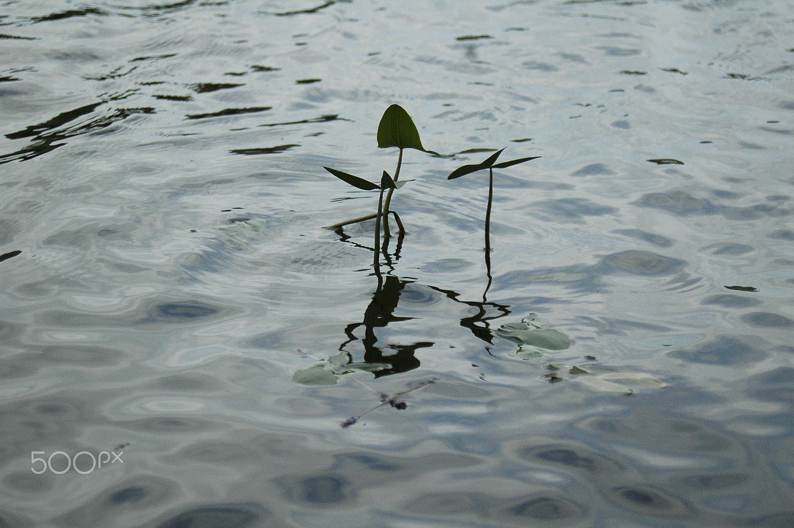 AF Zoom-Nikkor 28-80mm f/3.3-5.6G sample photo. Water lily on the river tisza photography