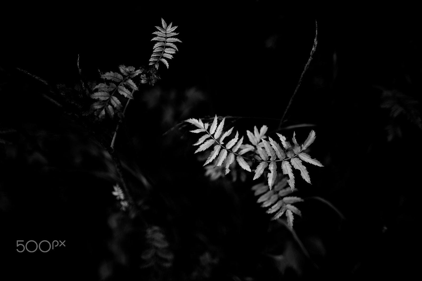 Sony a99 II sample photo. Black and white in  the forest photography