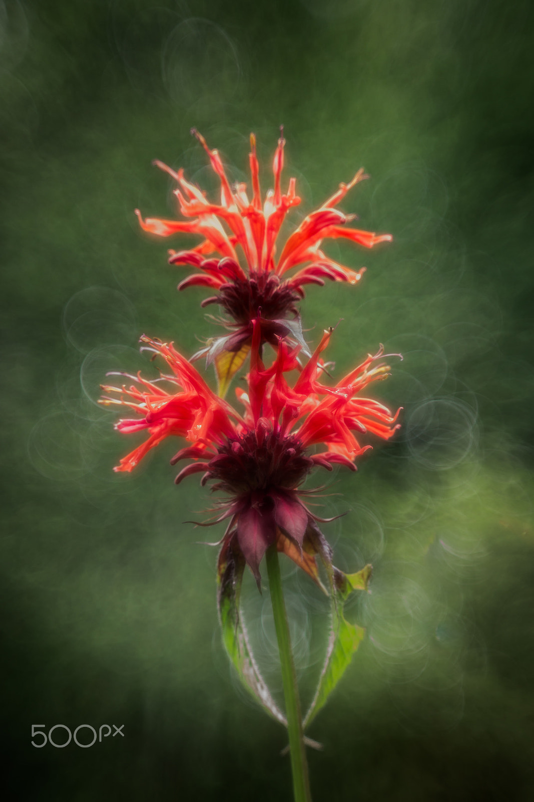 Canon EF 35-80mm f/4-5.6 sample photo. Monarda didyma photography