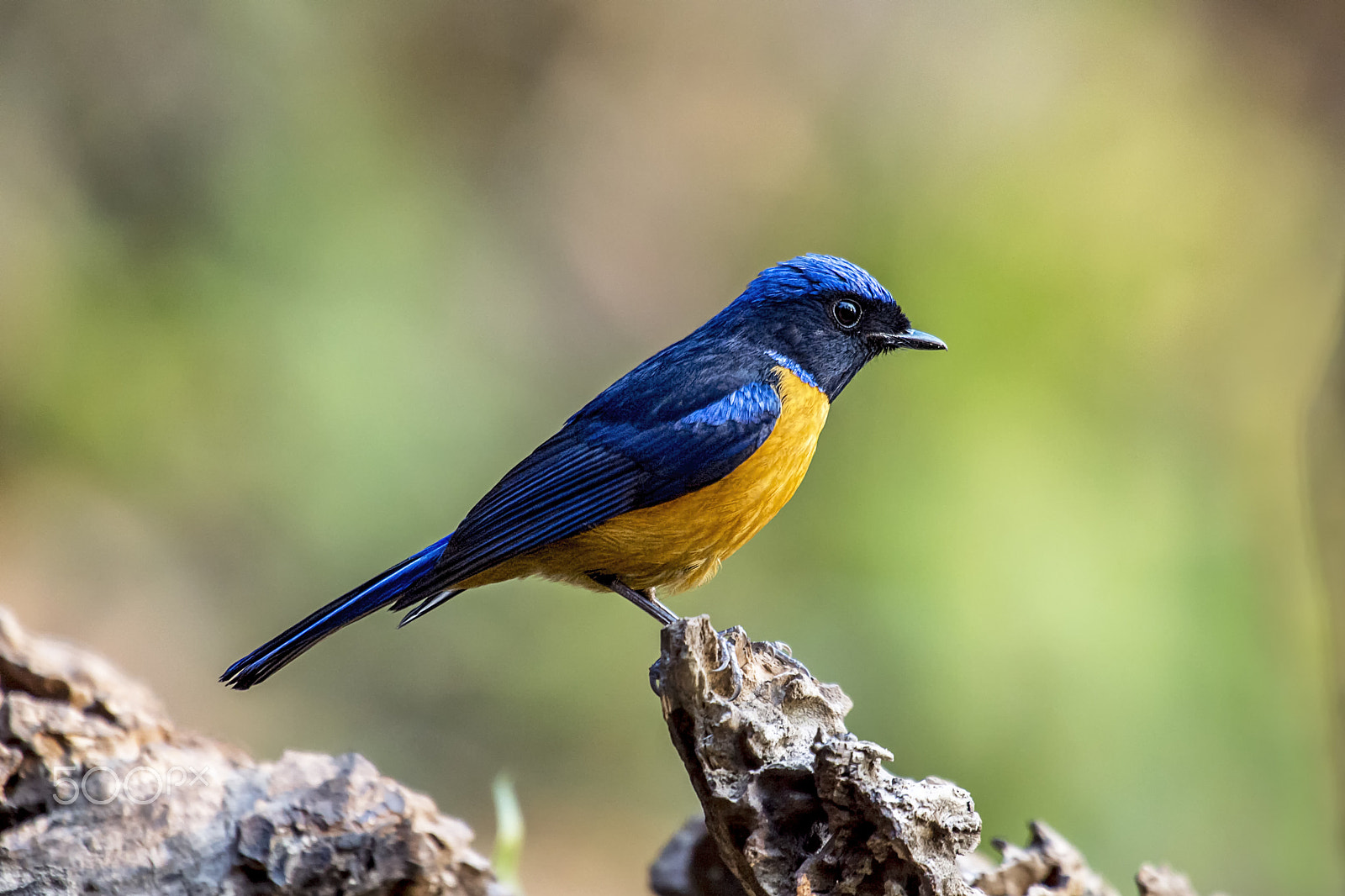 Nikon AF-S Nikkor 400mm F2.8G ED VR II sample photo. Rufous bellied niltava (male) photography