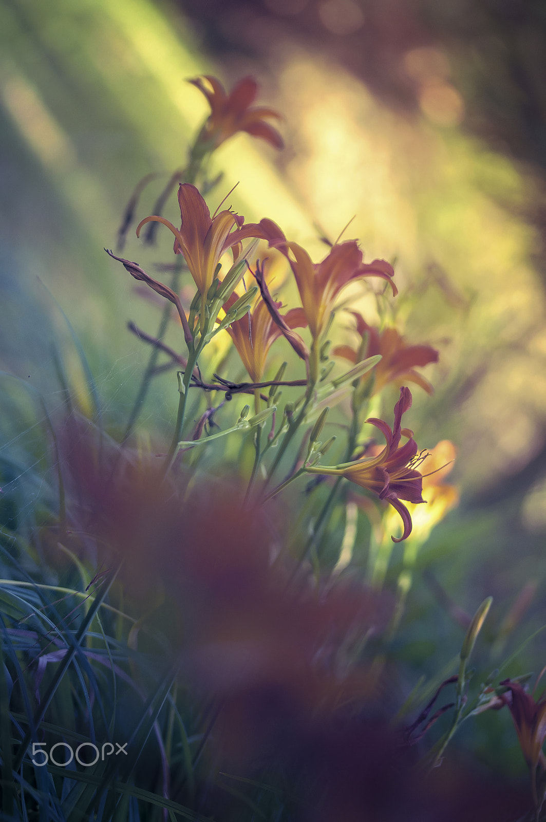 Sigma 105mm F2.8 EX DG OS HSM sample photo. In my father's garden photography