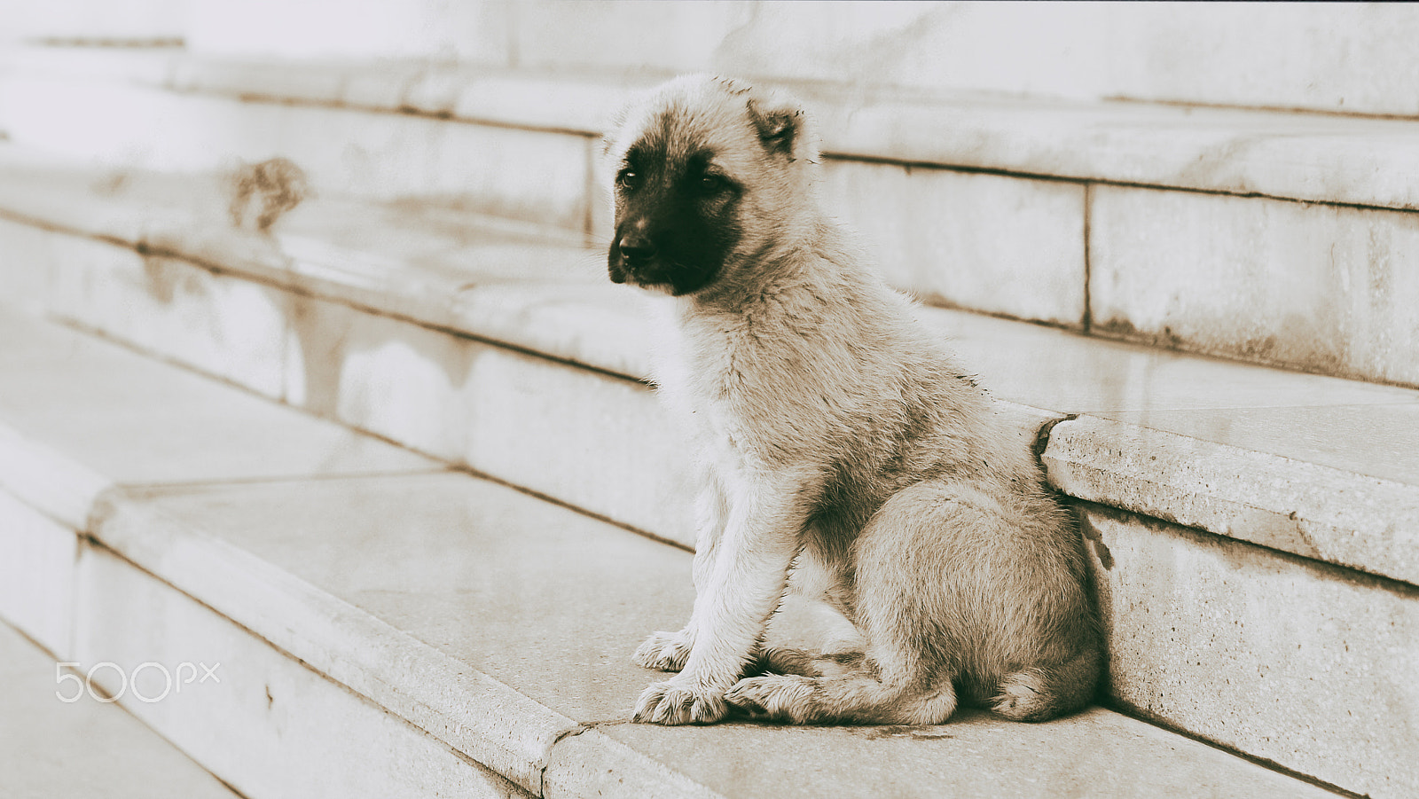 Nikon D600 + AF Nikkor 50mm f/1.8 sample photo. Innocent dog photography