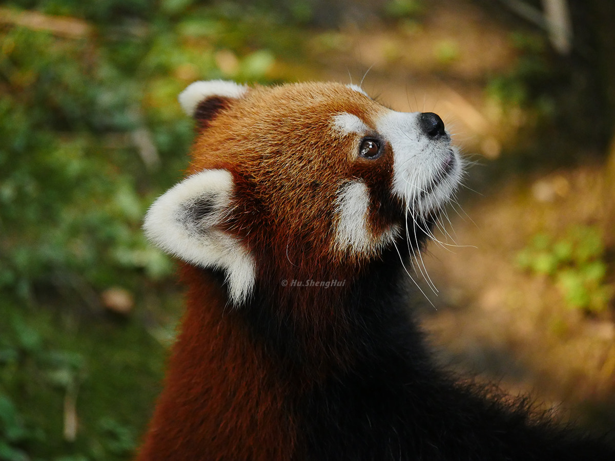 Panasonic Lumix DMC-GH4 sample photo. 小熊猫 red panda photography
