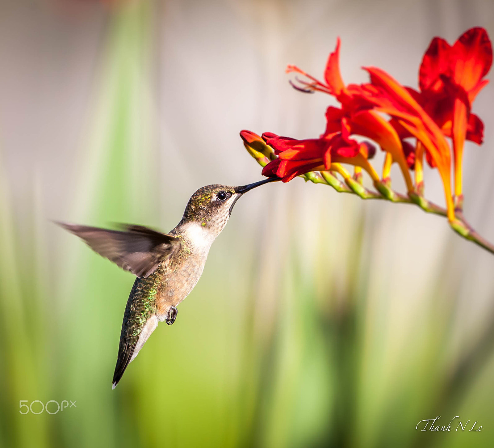 Canon EF 500mm F4L IS USM sample photo. Hummingbird photography