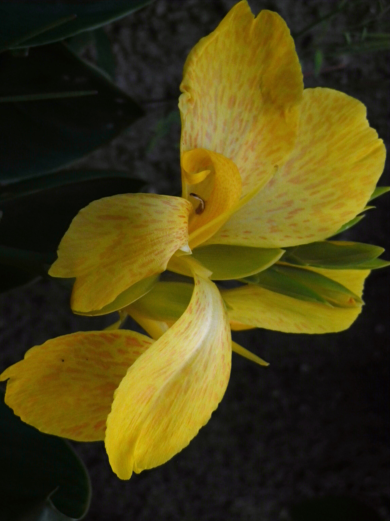 Pentax Optio RZ18 sample photo. Canna photography