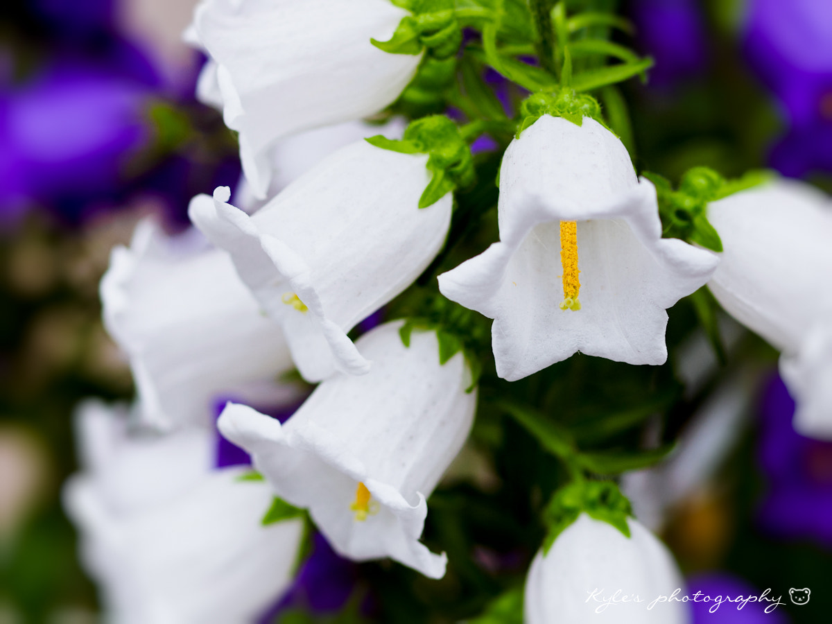 Olympus OM-D E-M1 + OLYMPUS 50mm Lens sample photo. 銅鈴花 photography