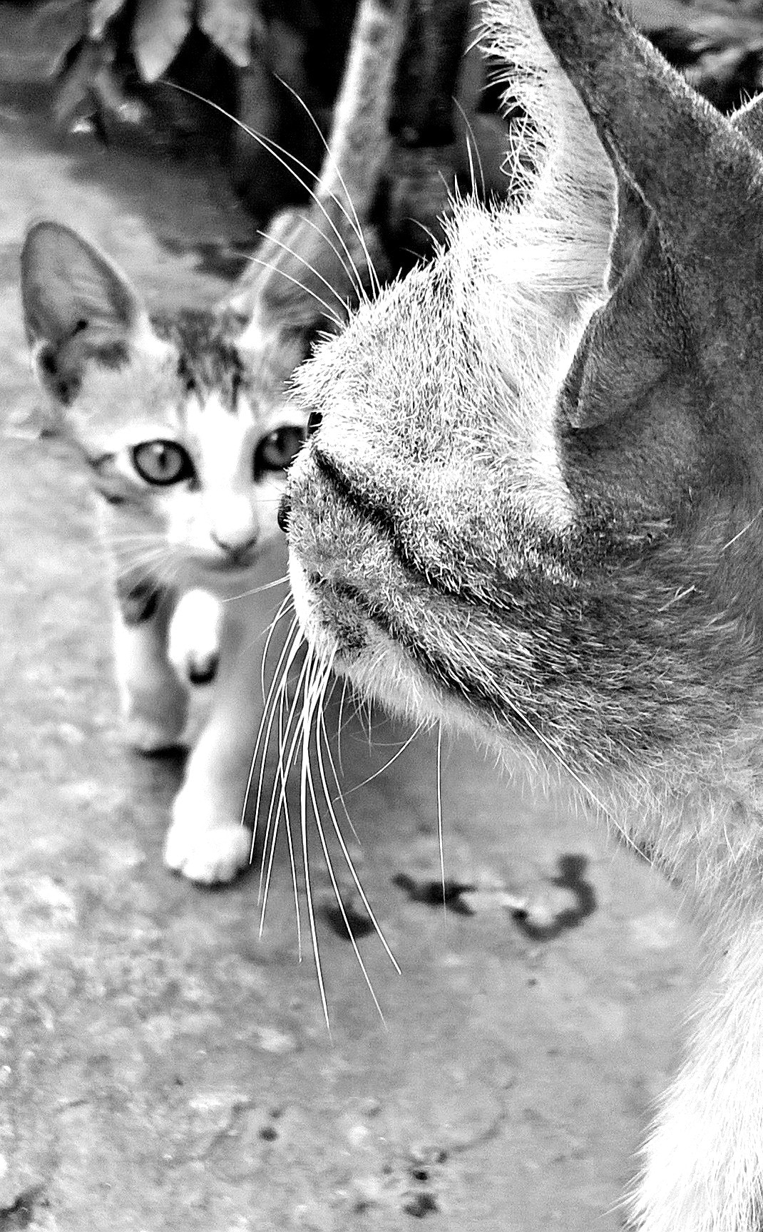 Nokia Lumia 730 Dual SIM sample photo. Pussy# mother # black nd white photography