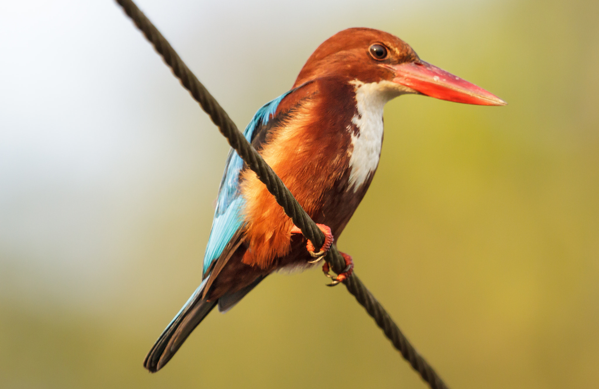 Canon EF 500mm F4L IS II USM sample photo. White-throated kingfisher photography