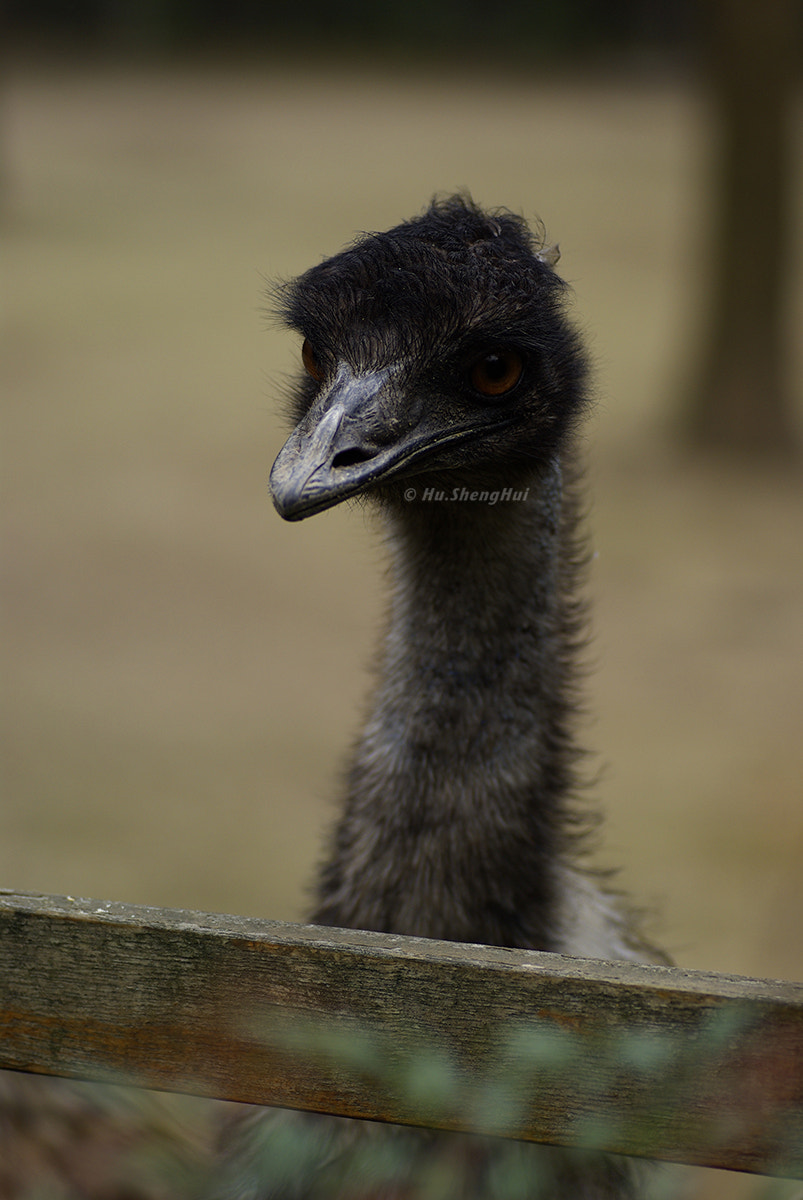 Tamron SP AF 90mm F2.8 Di Macro sample photo. 鸵鸟 ostrich photography