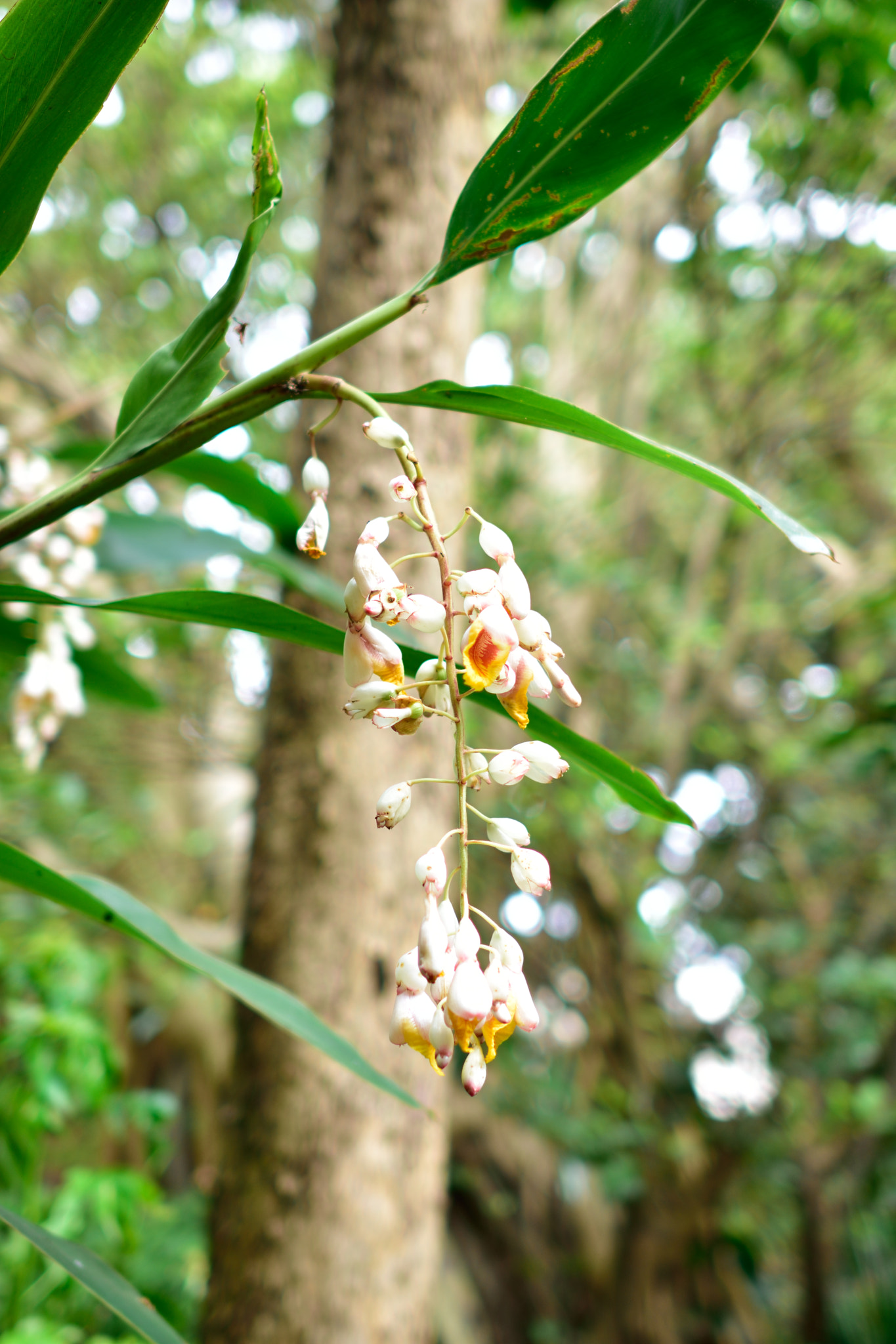 Nikon D7200 + Nikon AF-S Nikkor 28mm F1.8G sample photo. 花 photography