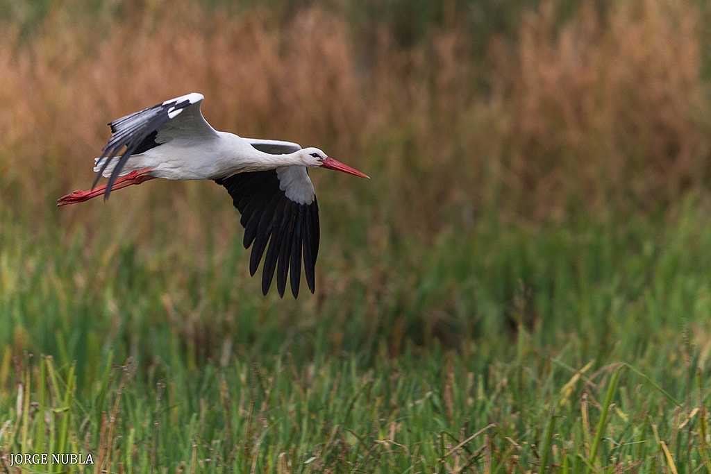Canon EF 500mm F4L IS II USM sample photo. Cigüeña blanca (ciconia ciconia). photography