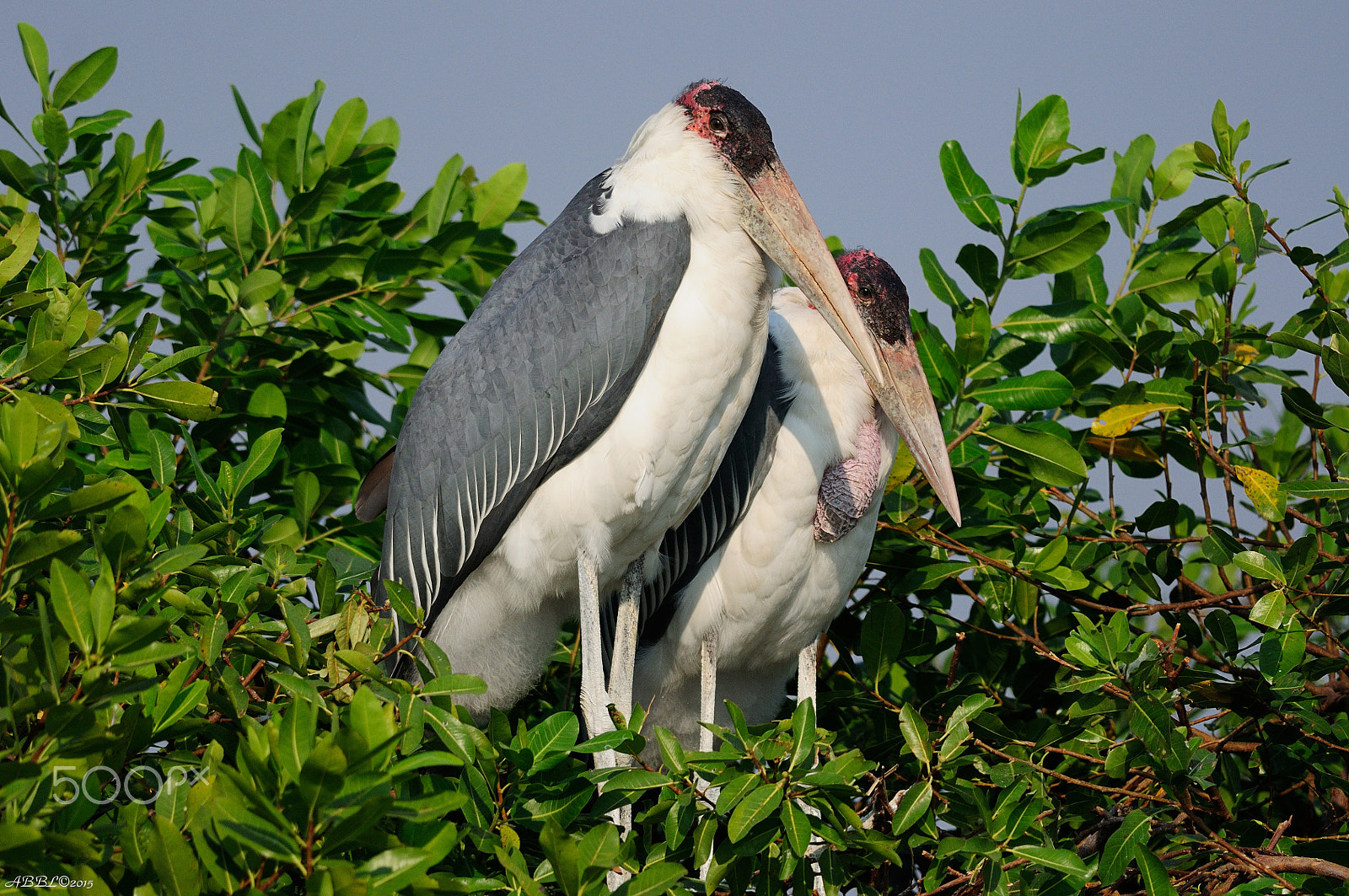 Nikon D90 + Nikon AF-S Nikkor 300mm F4D ED-IF sample photo. Marabou stork: sweet couple photography