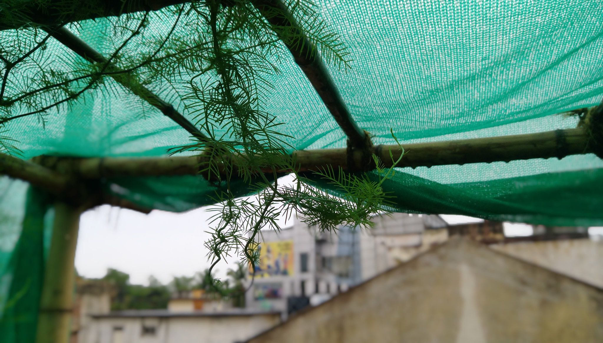 HTC DESIRE 828 DUAL SIM sample photo. Nature photography