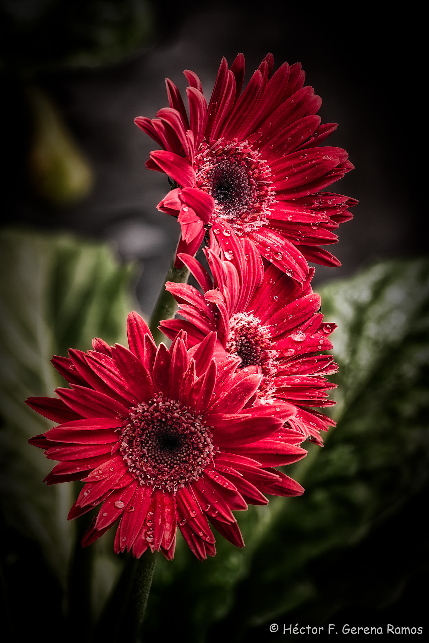 Sigma APO Macro 180mm F2.8 EX DG OS HSM sample photo. Darkness photography