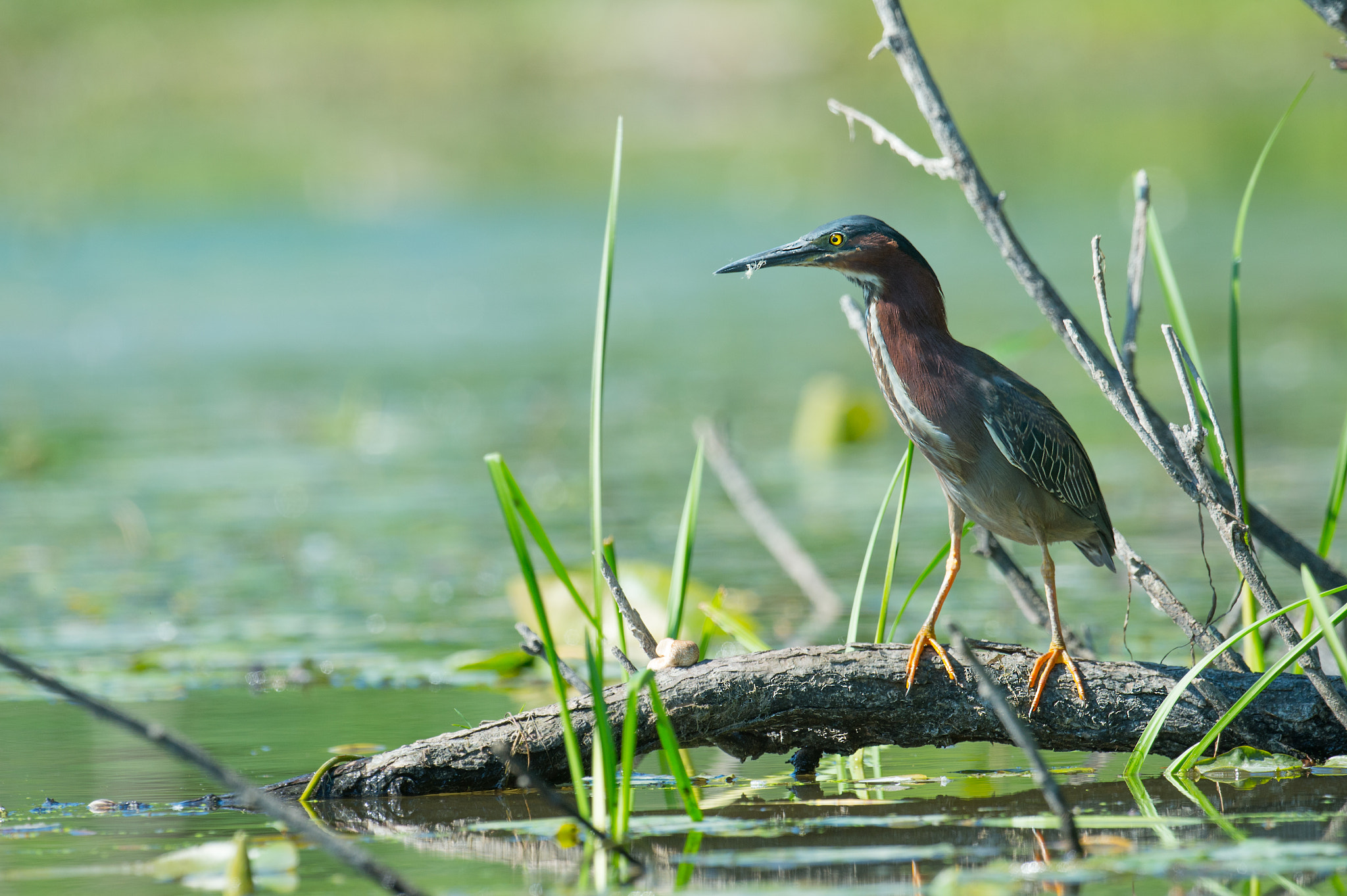Nikon AF-S Nikkor 800mm F5.6E FL ED VR sample photo. Heron vert, butorides virescens, green heron photography