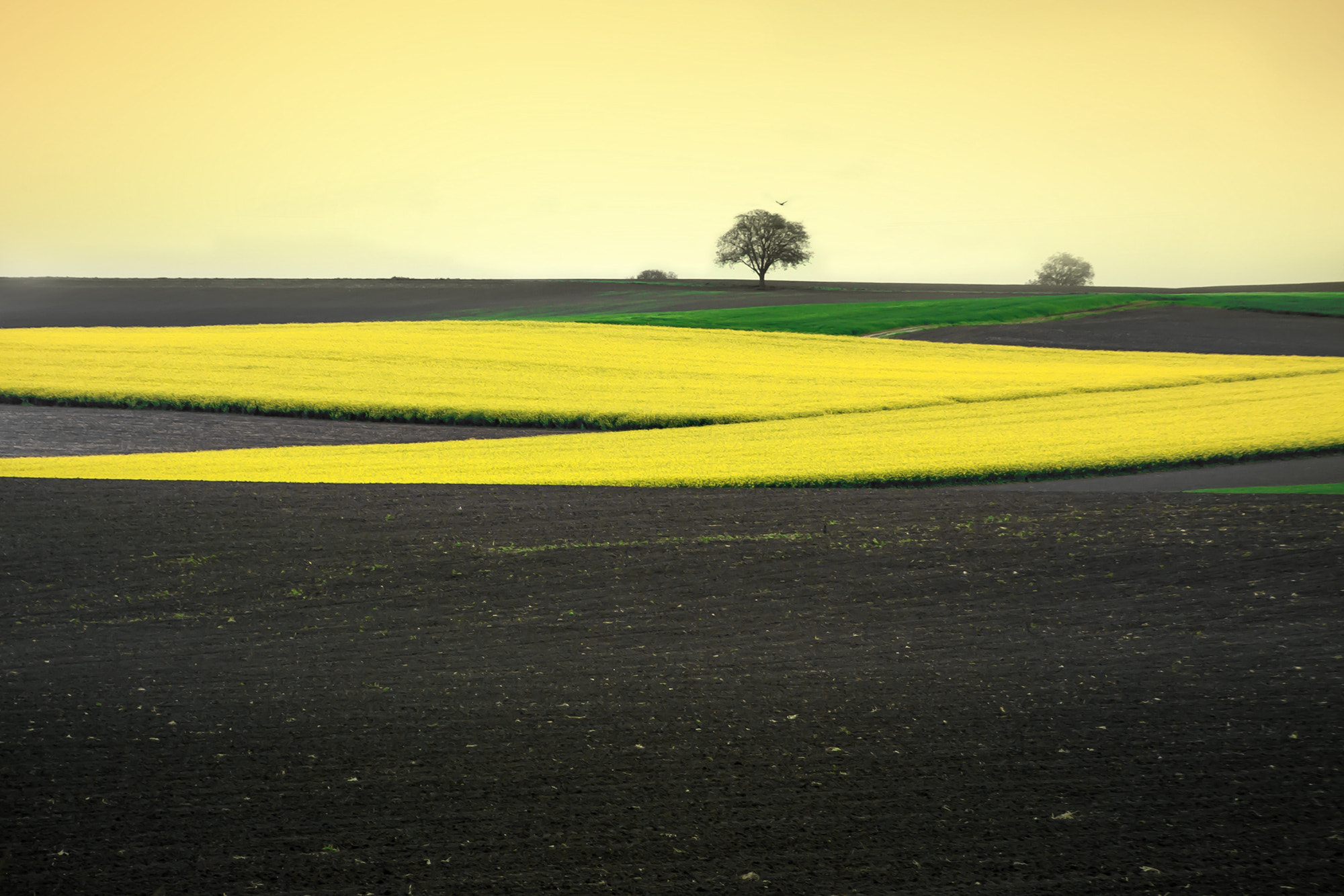 Canon EOS 450D (EOS Rebel XSi / EOS Kiss X2) sample photo. Yellow fields photography