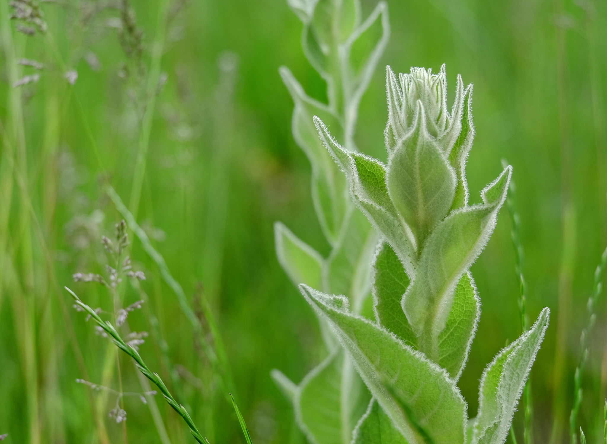 Fujifilm X-E2 + Fujifilm XC 50-230mm F4.5-6.7 OIS sample photo. Macro photography