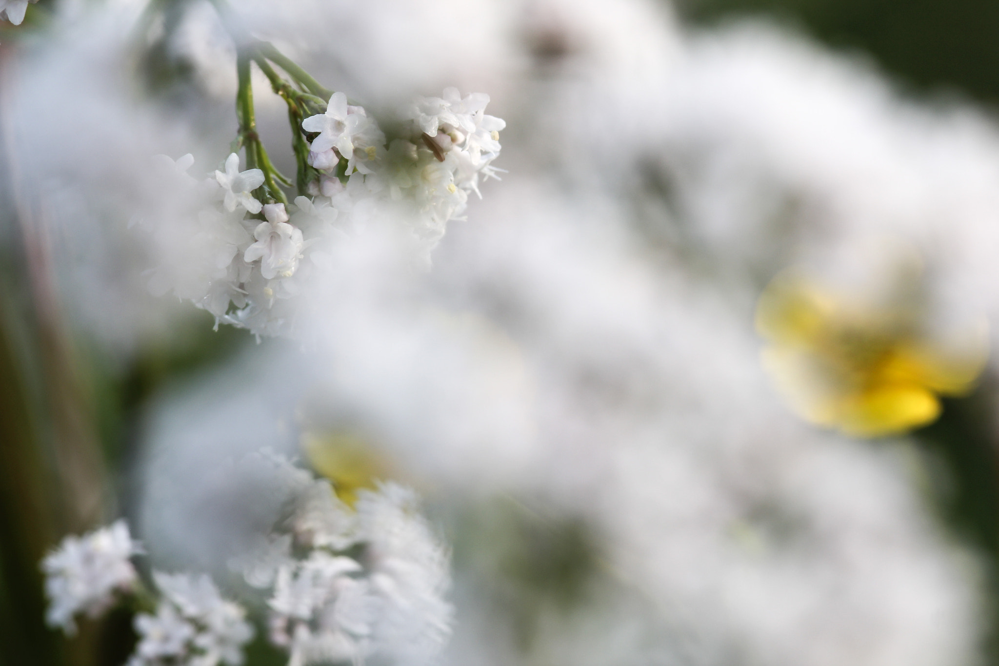 Sigma 105mm F2.8 EX DG Macro sample photo. Like a dream - comme un rêve photography