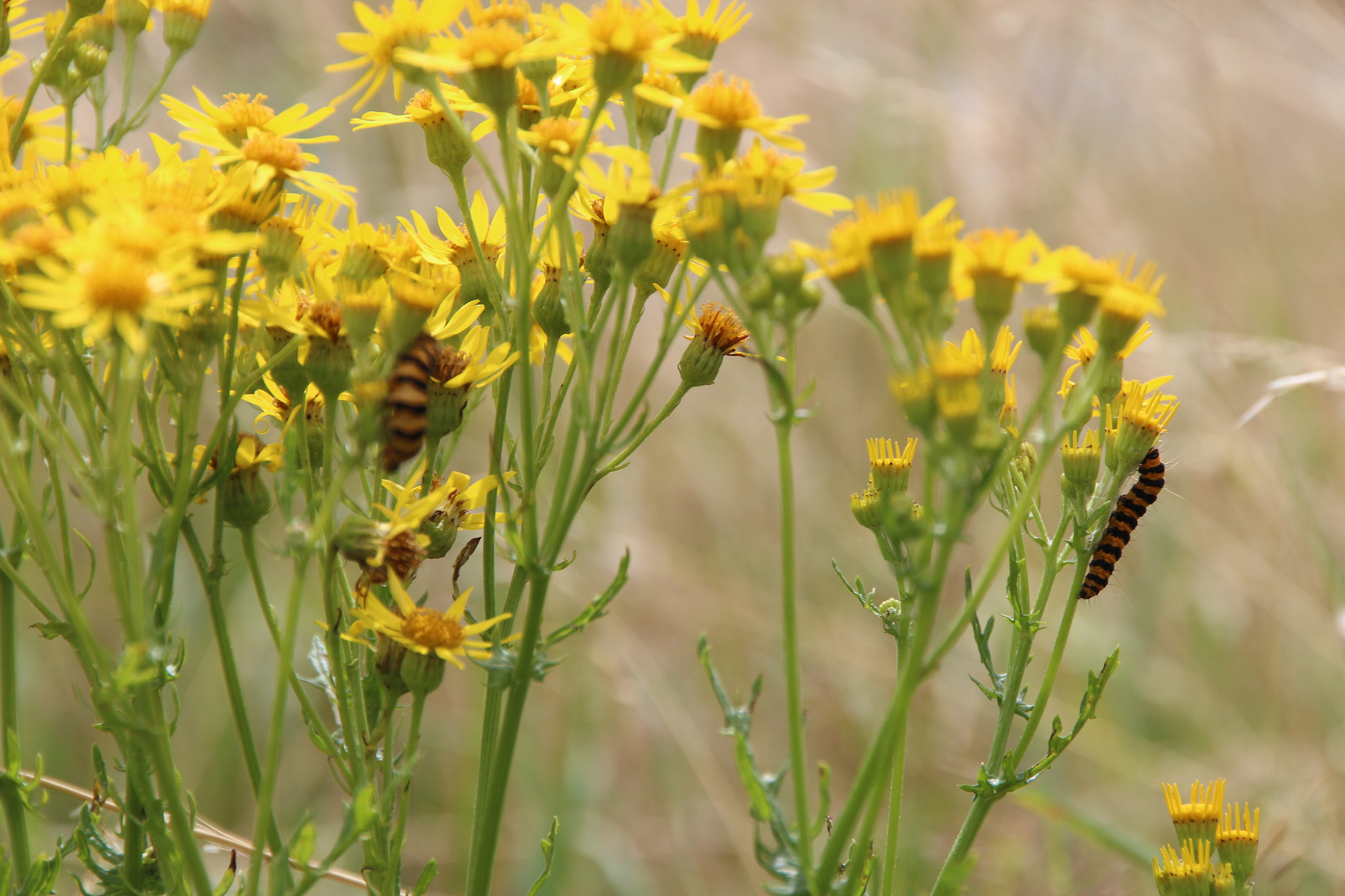 Canon EOS 650D (EOS Rebel T4i / EOS Kiss X6i) sample photo. Hungry caterpillars photography