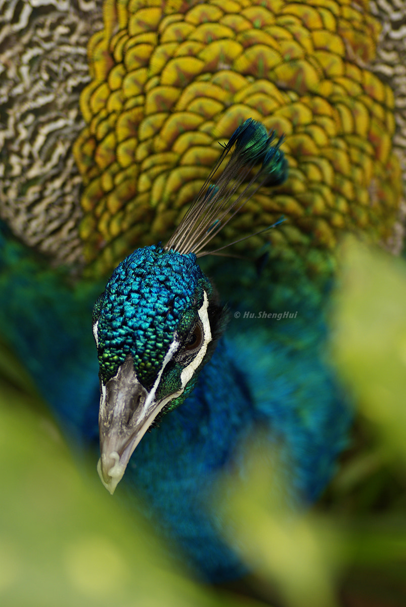 Pentax K10D + Tamron SP AF 90mm F2.8 Di Macro sample photo. 孔雀 peacock photography