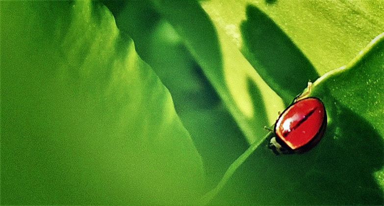 Nokia Lumia 730 Dual SIM sample photo. Lady bird photography